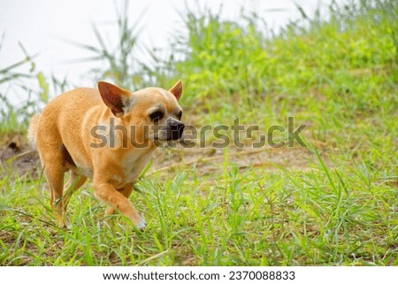 dog in the grass on the street