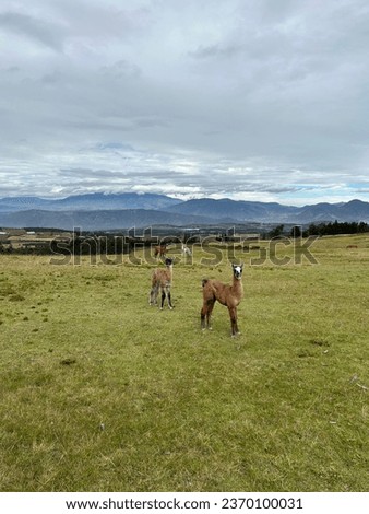 Wild llama walks on the grass in the mountains of Ecuador