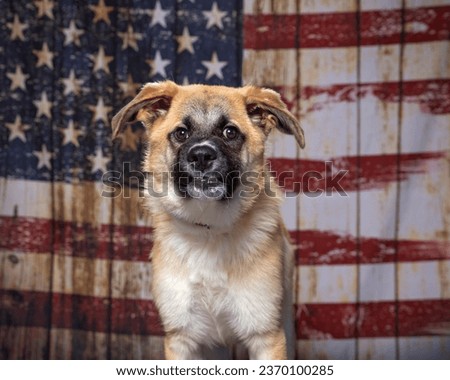 cute dog on an American flag patriotic background 