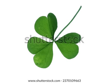 Four Leaf Clover isolated on white background 