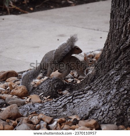 Two squirrels mating under a tree