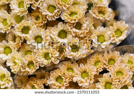 Flower market photography – colorful and beautiful flowers, yellow chrysanthemum