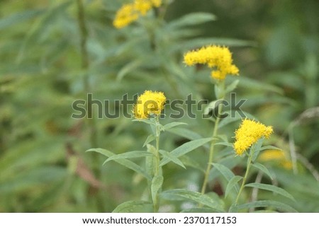 yellow goldenrod blooming in summer park closeup of wildflower blossom of natural habitat for butterfly gorgeous flower 