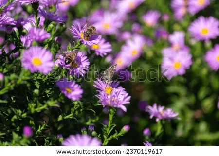 Cute insects against a background of beautiful flowers on a sunny day. Close up. Macro photography.