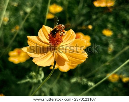 Nature. Bees drink nectar from flower pollen. This is a daytime picture. It makes the eyes feel comfortable and clear and pleasant to look at.