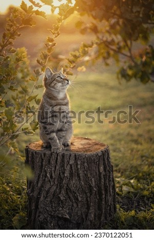 Photo of a brown kitten in the autumn garden.