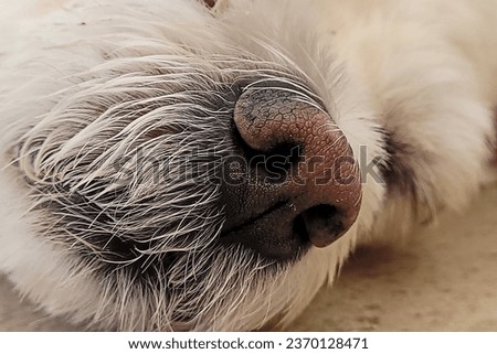 Sensitive nose of a tiny dog Royalty-Free Stock Photo #2370128471