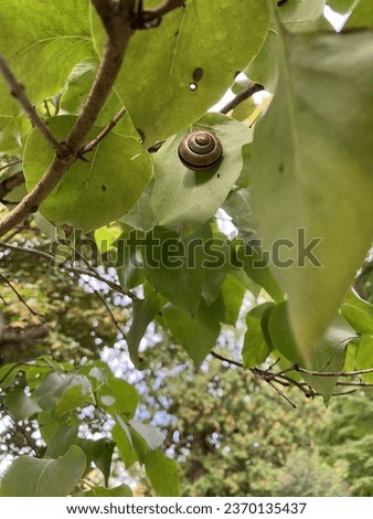 Common garden snail in lilac bush Royalty-Free Stock Photo #2370135437