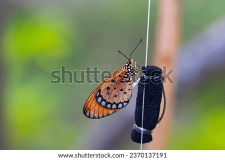 Side Orange butterflies perched on rope and black foam in natural light. Green nature blurred background. Butterflies are some of most beautiful creatures in all of nature sign that happiness.