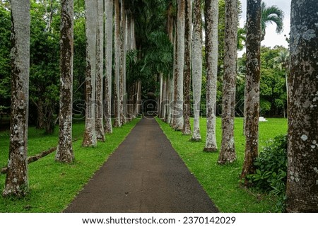 Big trees in the forest of Mauritius island in Africa