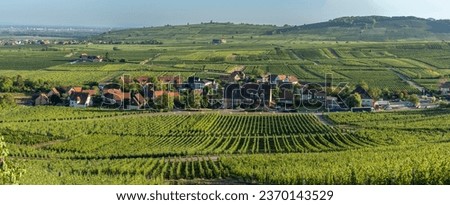 Alsatian Vineyard. View of the vineyard fields and the hills from the road