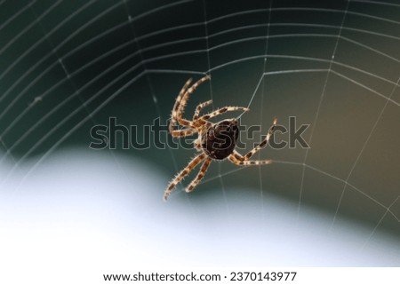 Cross spider is weaving its web