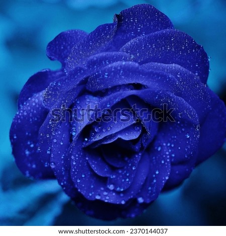 The mysterious indigo rose for every mysterious person