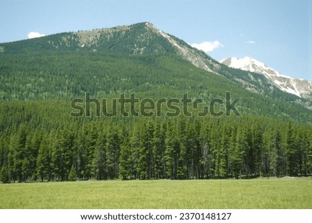 This is picture of trees on the mountain. In this picture you can see hill view along with trees. beautiful scene on forest.