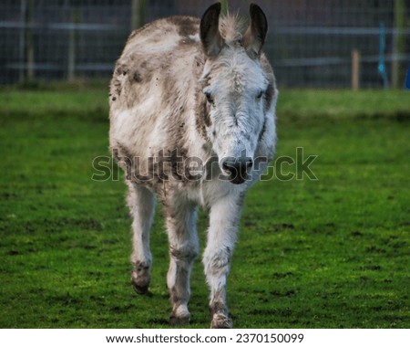 Picture of a funny donkey at sunset in Nottingham UK.