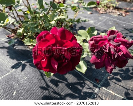 Close-up shot of floribunda rose 'Black moon' flowering with very dark red flowers in the park in summer