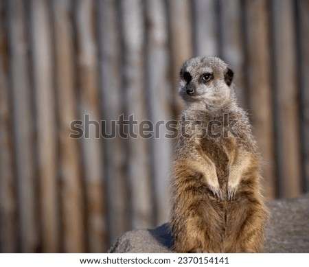 Meerkat standing up in enclosure in zoo