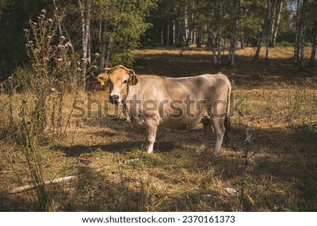 The Busha is a breed or group of breeds of small short-horned cattle distributed in south-eastern Europe