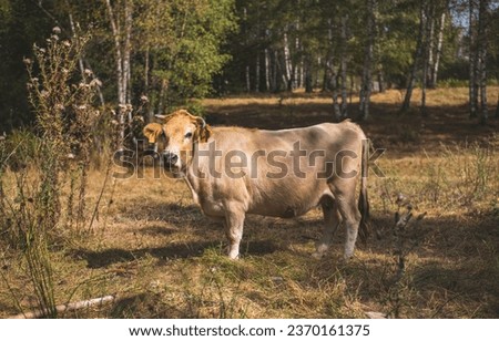 The Busha is a breed or group of breeds of small short-horned cattle distributed in south-eastern Europe