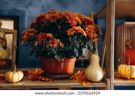 Flowers and pumpkins with seasonal decorations on the shelf