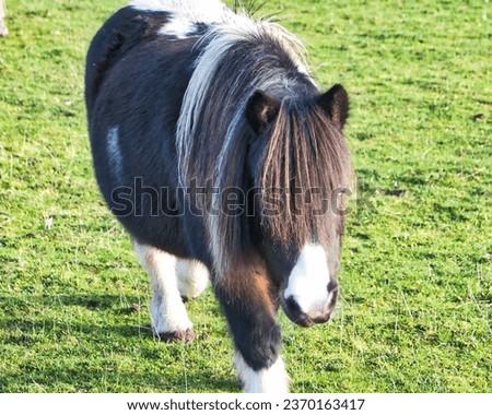 This picture of a black pony was standing on the field with the weather being more windy, and a photo was taken on 27th September 2023 in the UK.