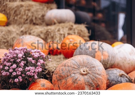 Colorful pumpkins with hay and flowers background picture