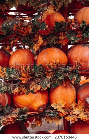 Pumpkins of different colors and shapes background picture