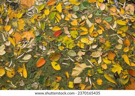 Fallen autumn yellow leaves on the water. Background texture. Colorful leaves
