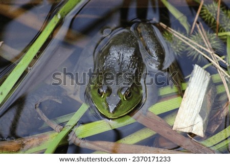 A american bullfrog resting on a lily pad in the pad.