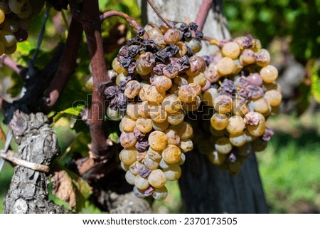 Ripe and ready to harvest Semillon white grape on Sauternes vineyards in Barsac village affected by Botrytis cinerea noble rot, making of sweet dessert Sauternes wines in Bordeaux, France Royalty-Free Stock Photo #2370173505