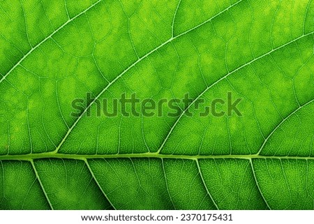 eco texture of green leaf with vein structure as background