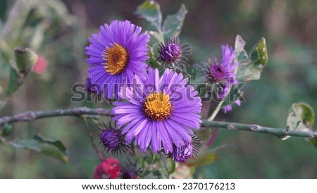 Blooming beauty: The New England Aster (Symphyotrichum novae-angliae) – A natural wonder of early Autumn in the garden.
