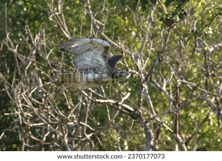 isolated flying red tail hawk  in natural habitat