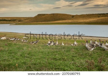 A flock of white geese swims in the water of the lake.