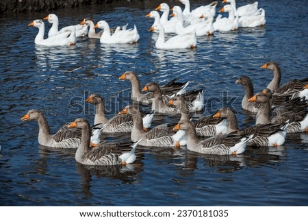 A flock of white geese swims in the water of the lake.