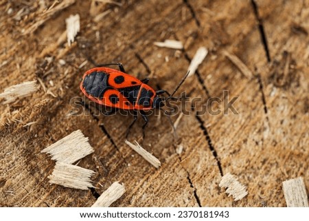Picture on a wooden background with a beautiful species called pyrrhocoris apterus with beautiful and special red and black colors on a wooden background, an autumn season.