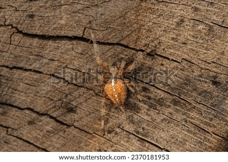 A beautiful picture of a spider of the species Araneus diadematus surprised on a wooden background with a very beautiful color and with a mask like the color of the wood protected from predators.