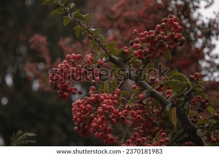 Autumn picture of red rowan berries on a bush in the park.