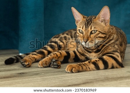 A Bengal cat with a bright leopard color lies on the floor