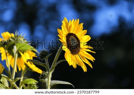 Yellow sunflower against a blue sky and shadows