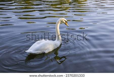 White Swan on the Lake. Mute Swan (Cygnus olor) gliding across the Lake at sunset. Amazing sunset scene, beautiful majestic Swan on the Lake in sunset light, fairy tale, swan lake, beauty. Royalty-Free Stock Photo #2370201333
