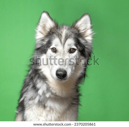 cute dog on an isolated background 