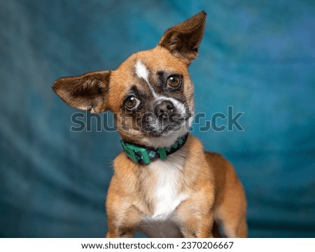 cute dog on an isolated background 
