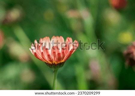 Calendula flower , common marigold and pot marigold