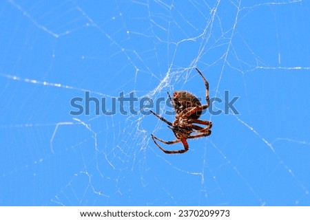 The spider Araneus diadematus is commonly called a European garden spider, cross orbweaver, diadem spider, orangie, cross spider or crowned orb weaver. Royalty-Free Stock Photo #2370209973