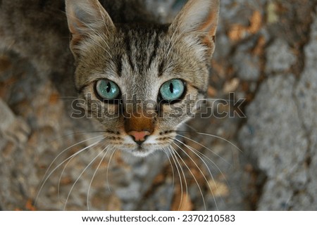 The muzzle of a cat with turquoise eyes