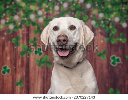 cute dog on a St. Patrick day clover and wood background 