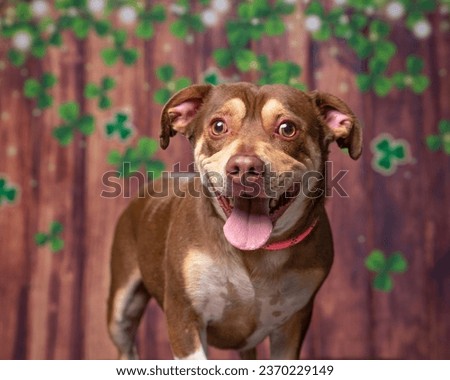 cute dog on a St. Patrick day clover and wood background 