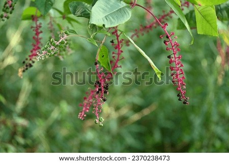 Pokeweed  Inkberry ( Phytolacca americana ) berries. Phytolaccaceae perennial plants. Berries ripen to a black-purple color in early fall. It is a poisonous plant. Royalty-Free Stock Photo #2370238473