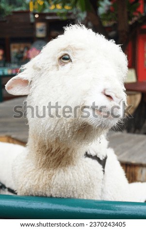 left view of cute sheep face